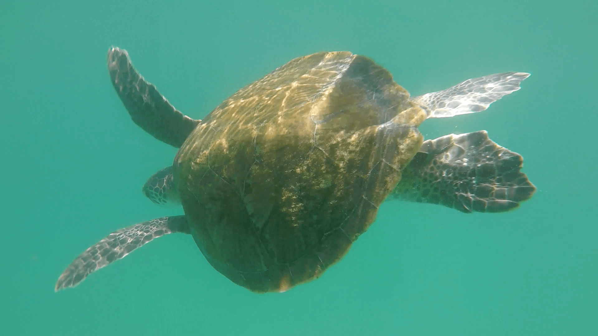 Tartaruga Praia do Forno Arraial do Cabo